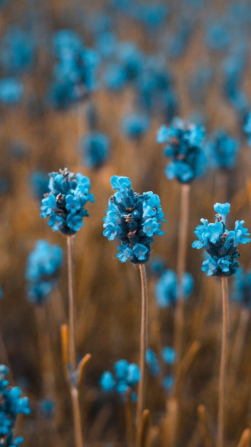 Niebieski i brązowy turkusowy ekran główny w 2020 roku. Niebieski kwiat, kwiat, piękne kwiaty Tapeta na telefon HD