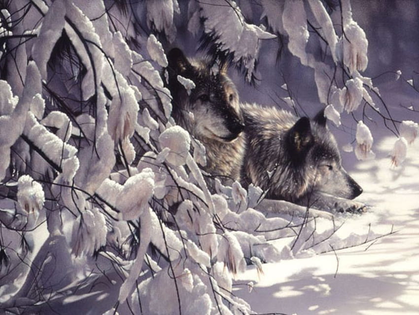 my brothers keeper, winter, snow, trees, wild, wolfs, forest HD wallpaper