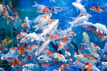 Moving fish background HD wallpapers | Pxfuel