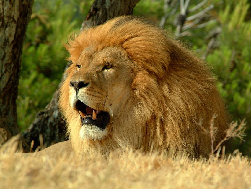 : León, leones malvados fondo de pantalla
