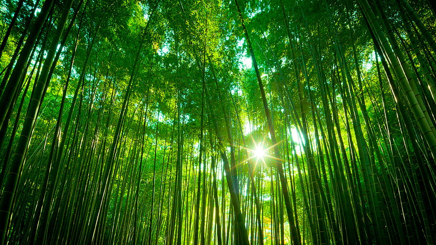 Chinese Bamboo Trees Forest Forest , Chinese Forest HD wallpaper