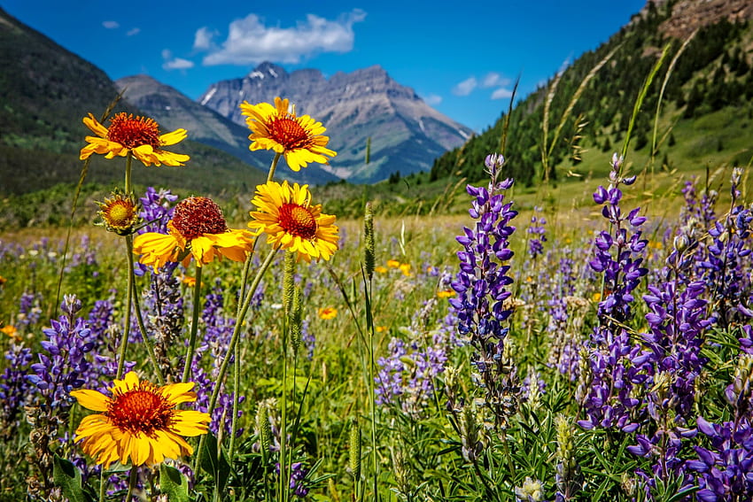планински диви цветя, лято, диви цветя, изглед, ливада, небе, трева, връх, планина HD тапет