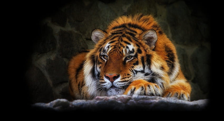 animaux, fond sombre, tigre, chat sauvage, chat sauvage Fond d'écran HD