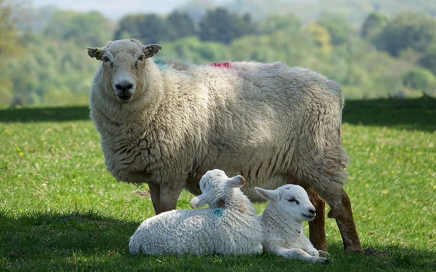 Овце и агнета, животни, овце, ферма, агнета, овца HD тапет
