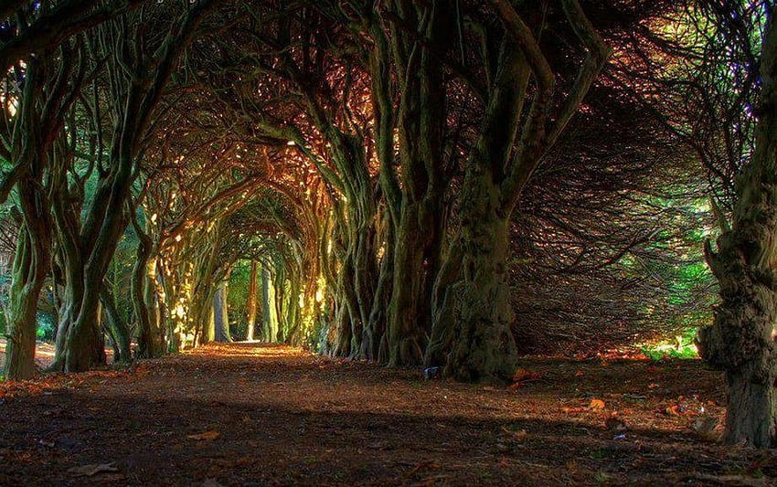 Forests: Tree Tunnel Bosco Forest Fairytale Italian Like HD wallpaper