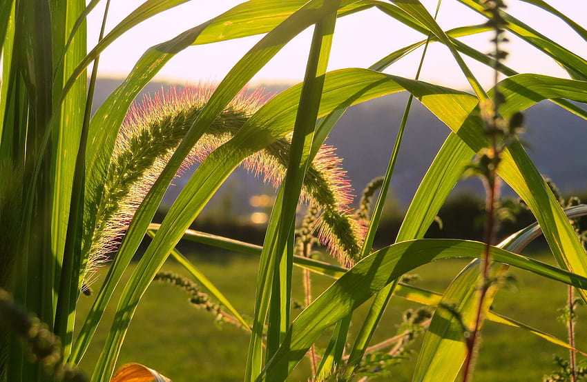 草、野原、自然、草、日没、夕方のトワイライトのタッチ 高画質の壁紙