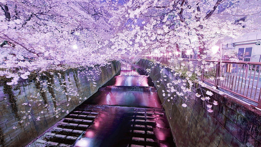 Layar Lebar Bunga Sakura, WP QMG 34 B.SCB, Bunga Sakura Taman Jepang Wallpaper HD