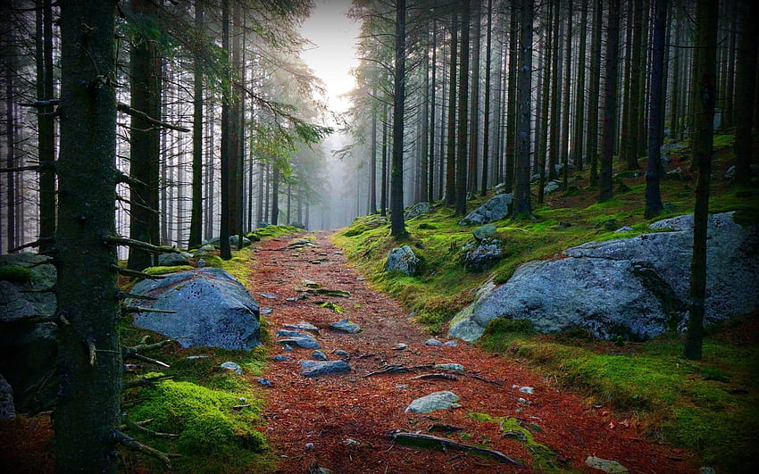Nature, Trees, Stones, Forest, Branches, Moss, Haze, Track, Dampness, Twigs HD wallpaper