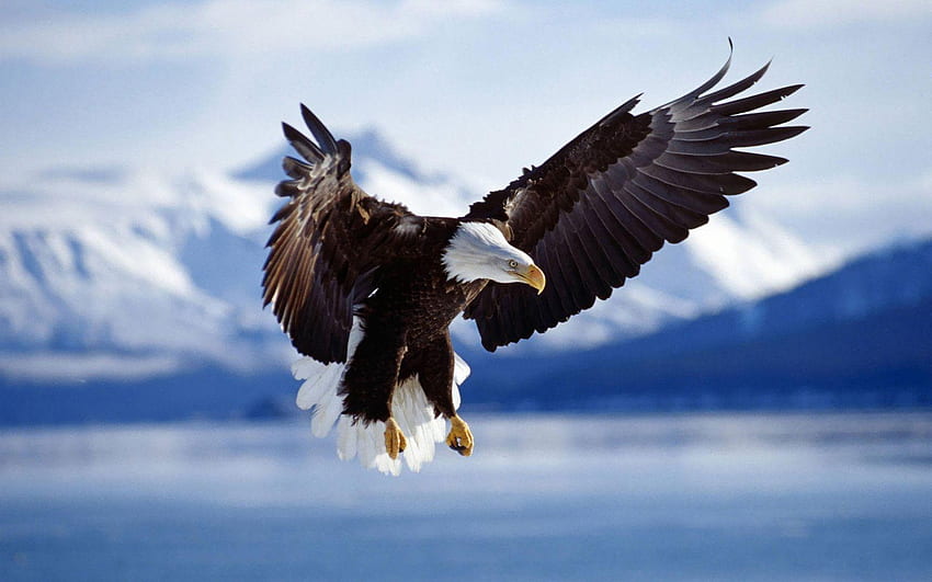 Bald Eagle, Native Eagle HD wallpaper