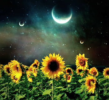 100+ Sunflower wallpapers HD | Download Free backgrounds