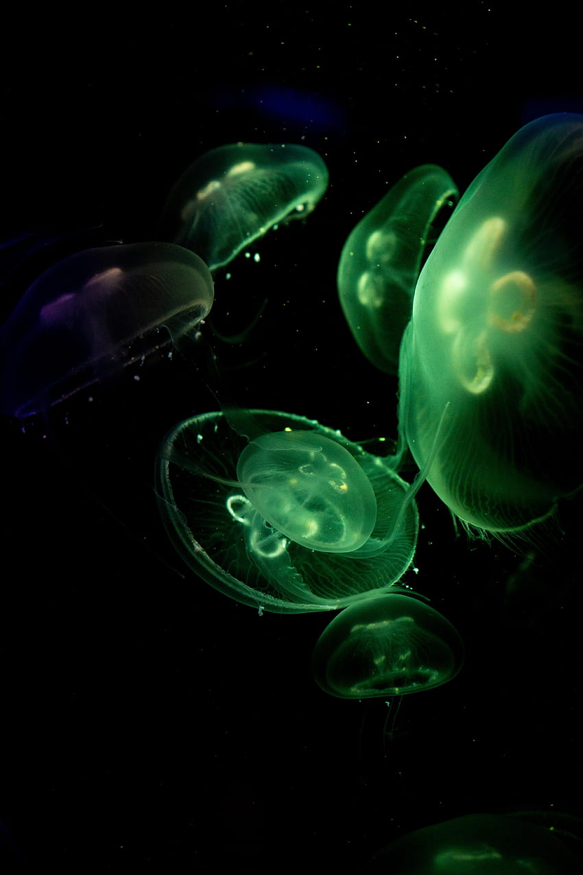 Animals, Jellyfish, Dark, Glow, Under Water, Underwater HD phone wallpaper