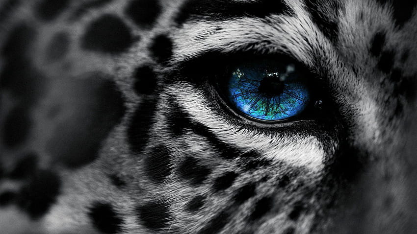 아름다운 야생 동물 - 블루 아이드 스노우 레오파드 - & 배경, 푸른 동물 HD 월페이퍼