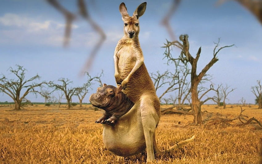 Kangaroo, Funny Kangaroo HD wallpaper