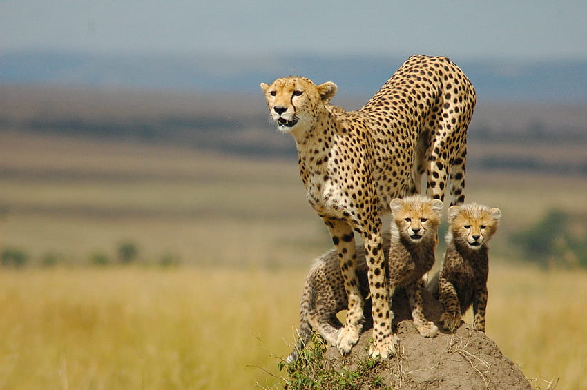 Cheetah Cheetah Family HD   Pxfuel   Desktop   Cheetah Cheetah Family 