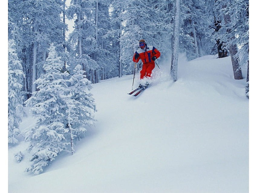 Red for Danger, blue, winter, white, fun, slope, man, skier, snow, red, trees HD wallpaper