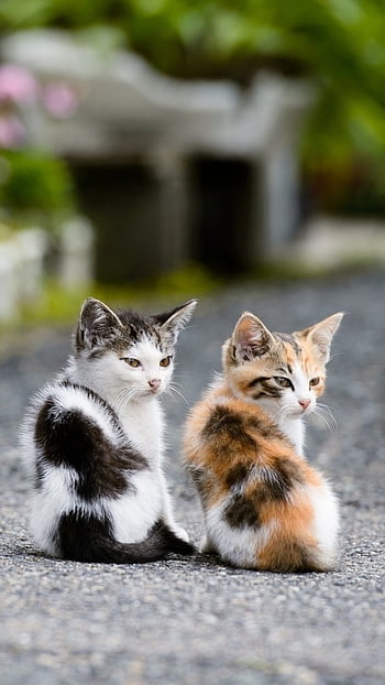 Two cat cute HD wallpapers | Pxfuel