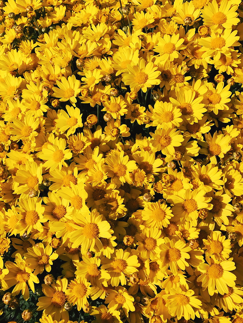 Bunga kuning wallpaper ponsel HD