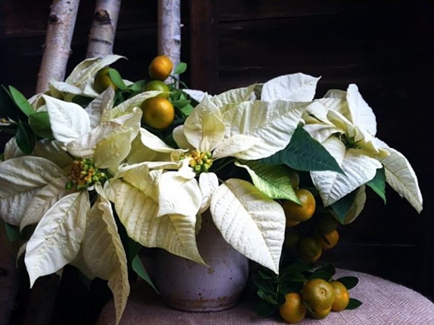 Pengaturan Natal, musim dingin, hari libur, putih, poinsettia, jeruk keprok, vas bunga, Natal, dekorasi bunga, bunga, pot Wallpaper HD
