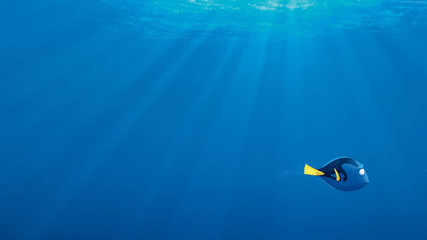 Finding Dory nemo shark fish Pixar [] for your , Mobile & Tablet. Explore Finding Dory . Finding Dory , Dory , Finding Nemo HD wallpaper