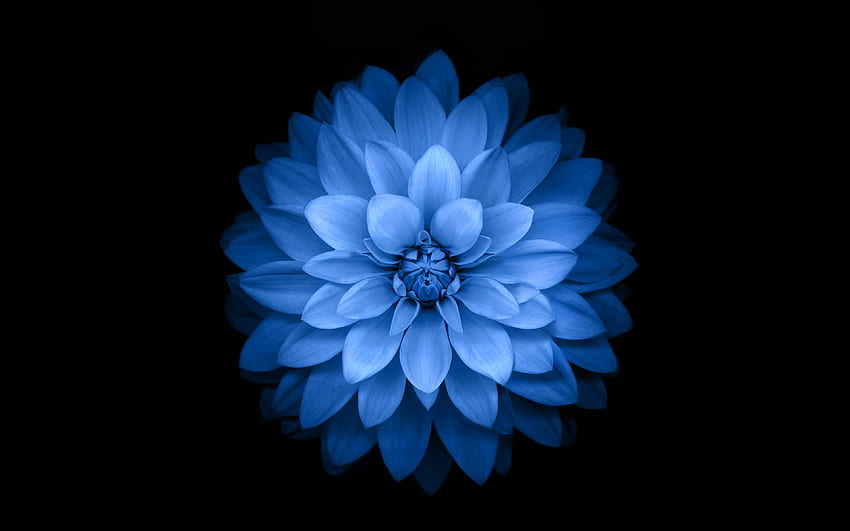 Jabłko Niebieski Lotus Iphone6 ​​Plus Ios8 Kwiat, Niebieski Fioletowy Kwiat Tapeta HD