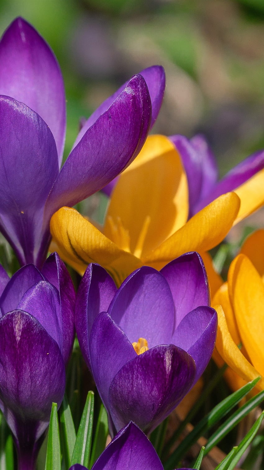 Gelber und lila Krokus, Frühlingsblumen IPhone 11 Pro XS X , Hintergrund HD-Handy-Hintergrundbild