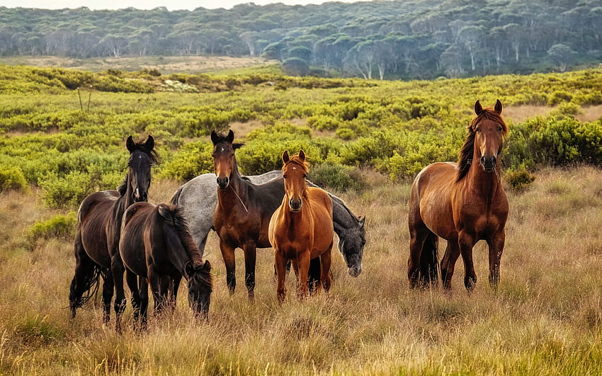 herd of horses, wildlife, horses, South America, horses in the field, wild horses HD wallpaper