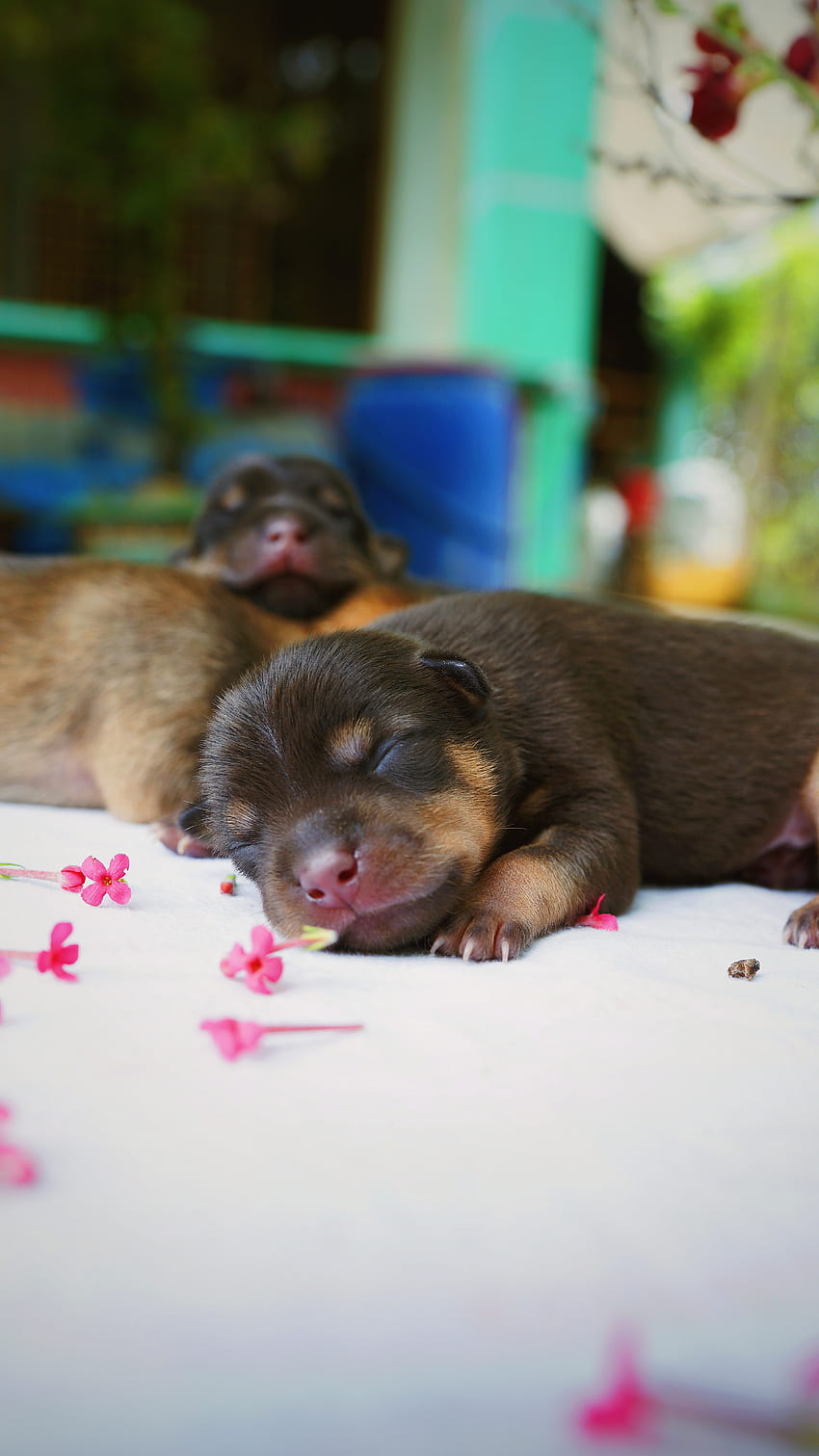Animals, Dog, Nice, Sweetheart, Puppy, Sleeping, Asleep HD phone wallpaper