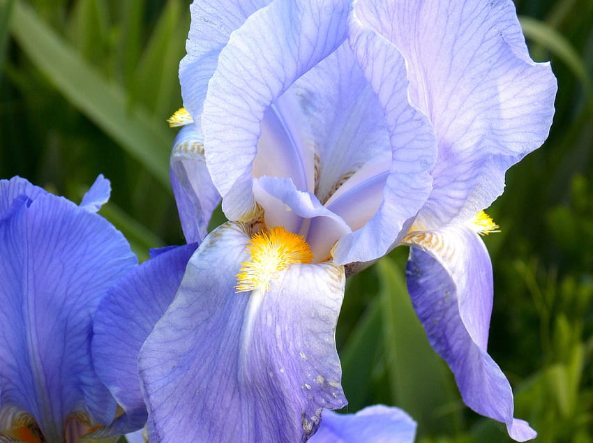 Blue Iris, Flowers, Nature, Iris, Blue HD wallpaper