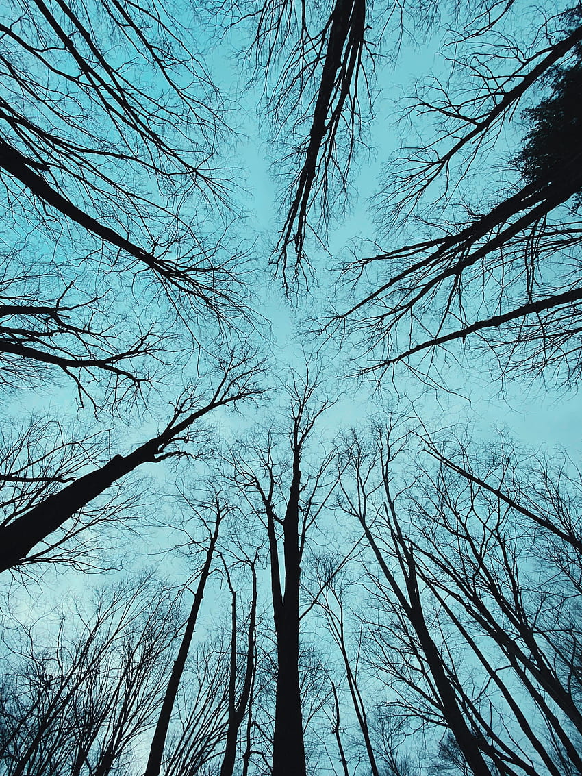 Natur, Bäume, Wald, Ansicht von unten HD-Handy-Hintergrundbild