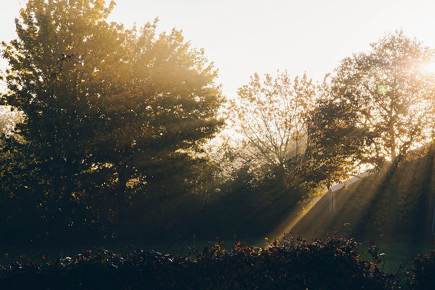 Nature, Trees, Dawn, Morning, Garden, Sunlight, Sun Rays HD wallpaper
