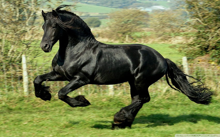 Black Horse / . Horse breeds, Friesian HD wallpaper