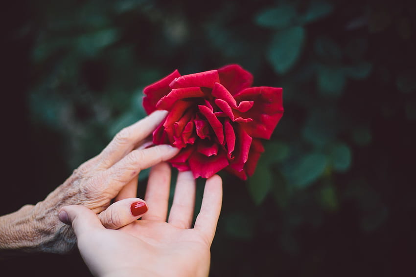 Ręce młodej kobiety i starej kobiety spotykają się delikatnie, by dotknąć róży. Miłość, czerwone róże, róża Tapeta HD