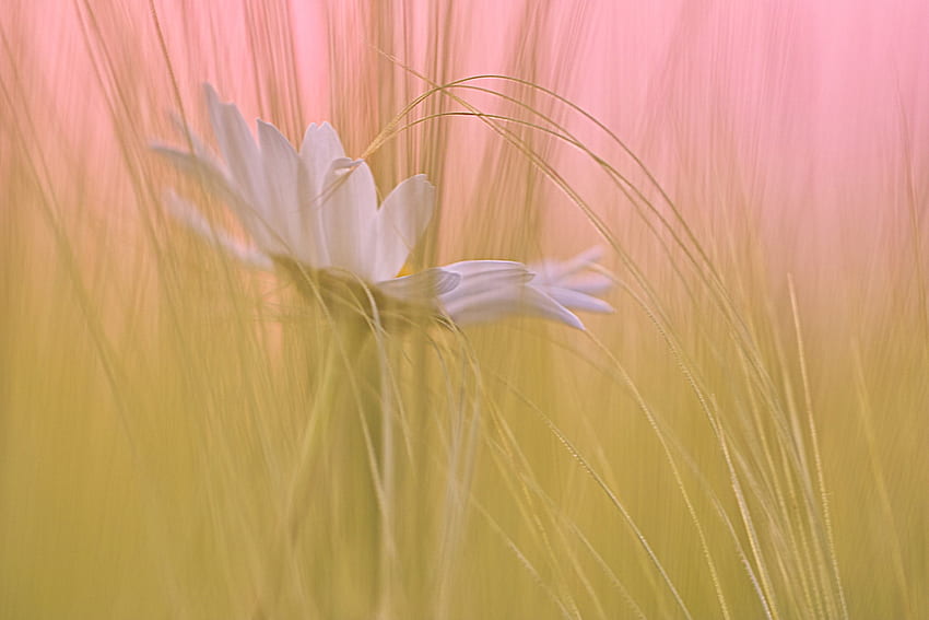 Dotknij mnie, trawa, kolor, stokrotka, kwiat Tapeta HD