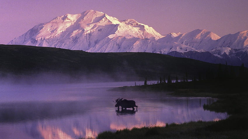 alaska high resolution - Alaska , Alaska , Denali national park, Alaska Wildlife HD wallpaper