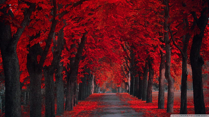 ใบไม้แดง, เรดไวด์ วอลล์เปเปอร์ HD
