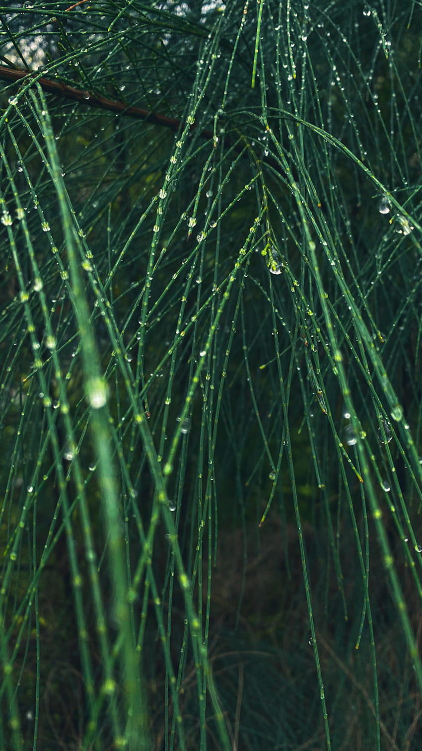 Pine tree, rain, pinetree, asetheic, terrestrial_plant, nature