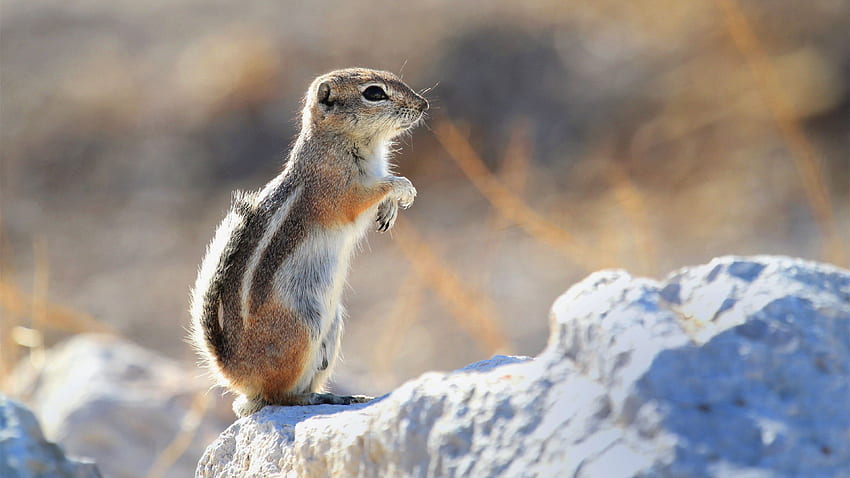 Gopher Is Standing Paws Up On Stone In Blur Background Gopher HD wallpaper