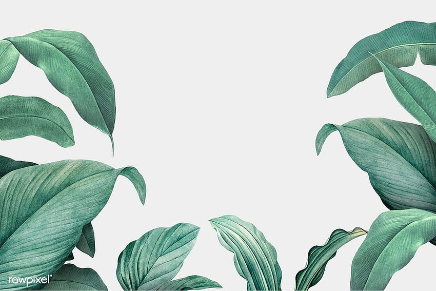 Beyaz üzerine elle çizilmiş tropikal yaprakların birinci sınıf vektörü. Estetik , Tropikal yapraklar, sanat, Minimal Tropikal HD duvar kağıdı