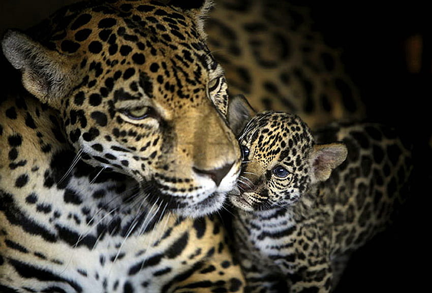 vida nova, leopardo, carinho, filhote, família, mãe, caçadores, malhado papel de parede HD