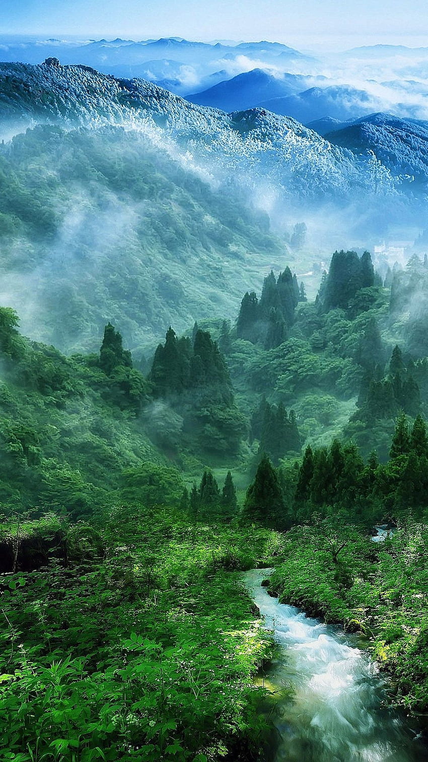 Forest Nature Phone, Vietnam HD-Handy-Hintergrundbild