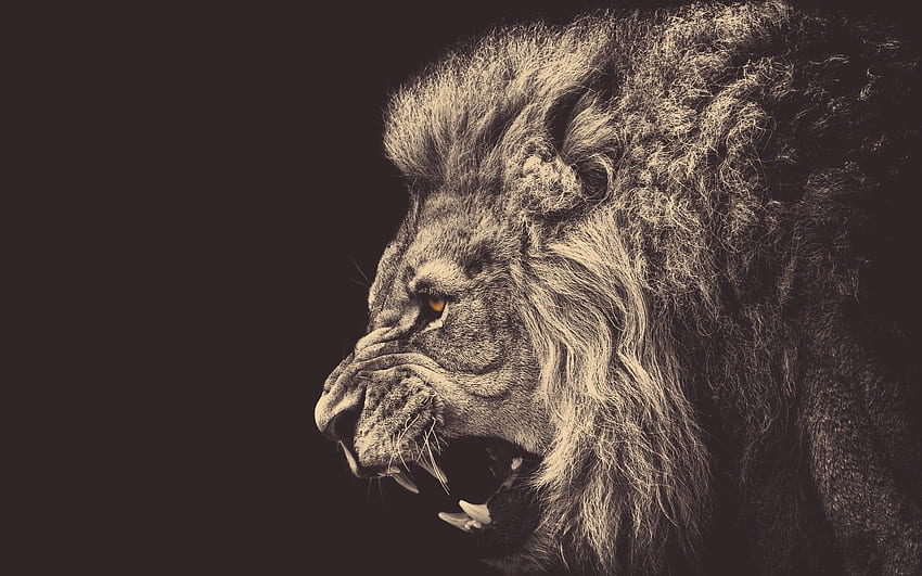 lion, Animals, Anger / and Mobile Background, Angry Animal HD wallpaper