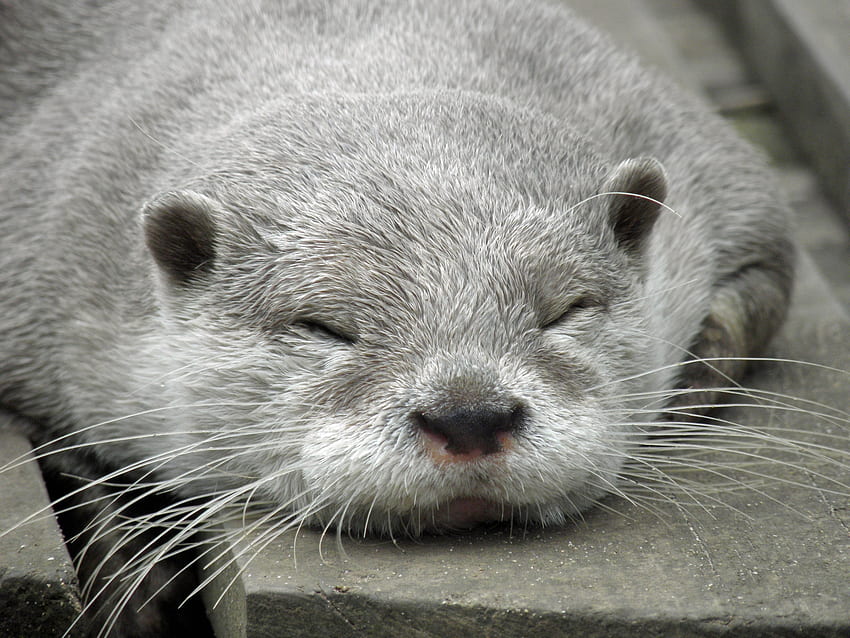 Animals, Muzzle, Sleep, Dream, Otter HD wallpaper