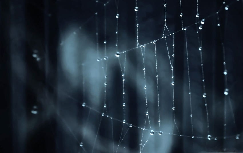 Water Droplets on Spider Web . Water Droplets on Spider, Black Spider Web HD wallpaper