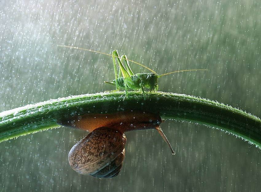rain insects snails macro grasshopper Animals , Hi Res Animals , High Definition HD wallpaper