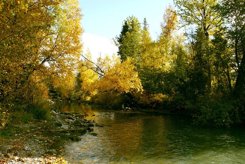 Giallo sul fiume, natura, fiumi Sfondo HD
