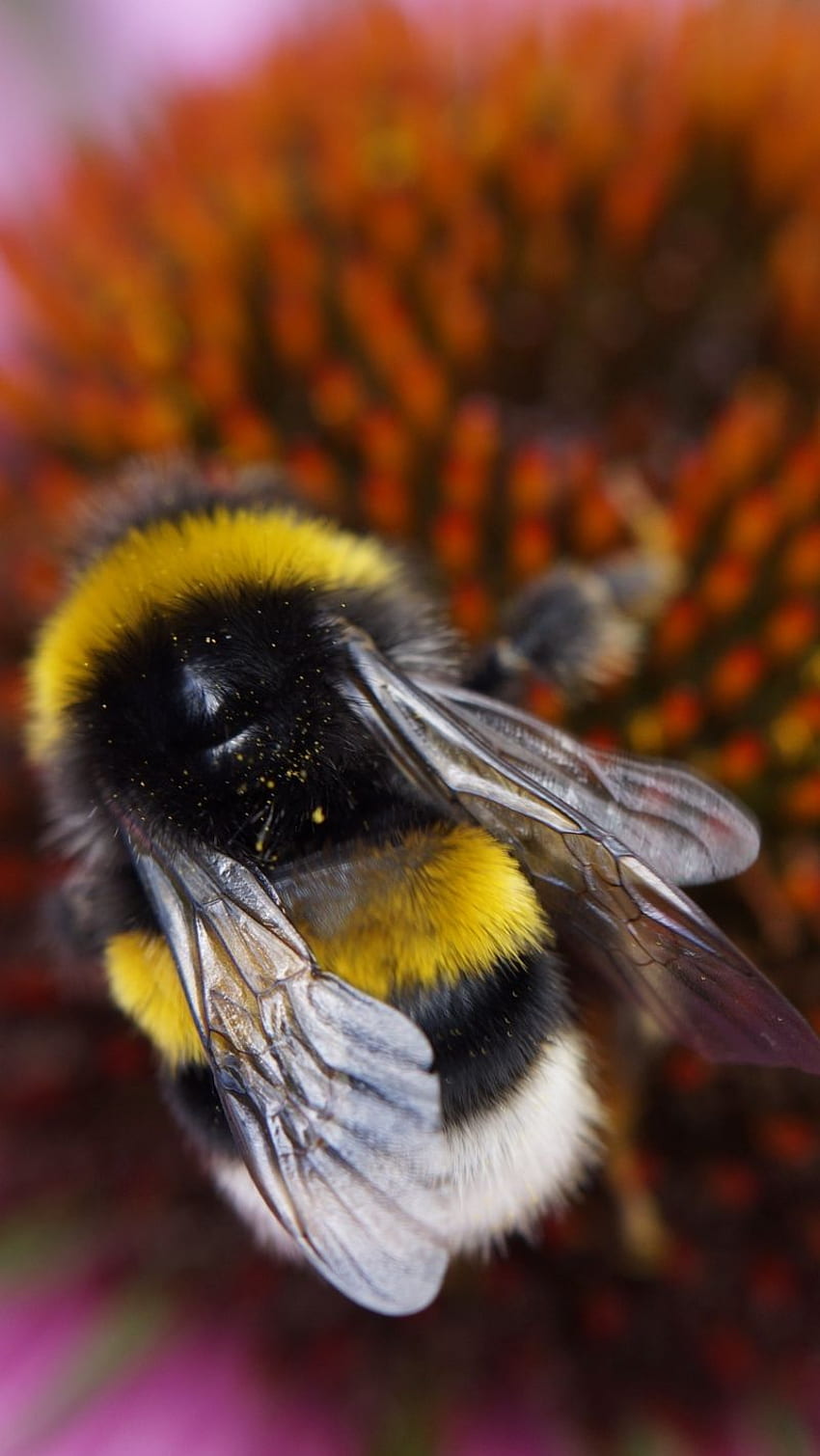 bumble bee, flower, macro iphone HD phone wallpaper