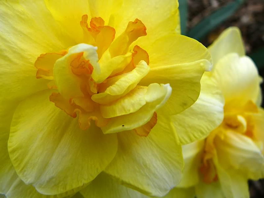 Close Up of a Daffodil, daffodil, close, yellow, flower HD wallpaper