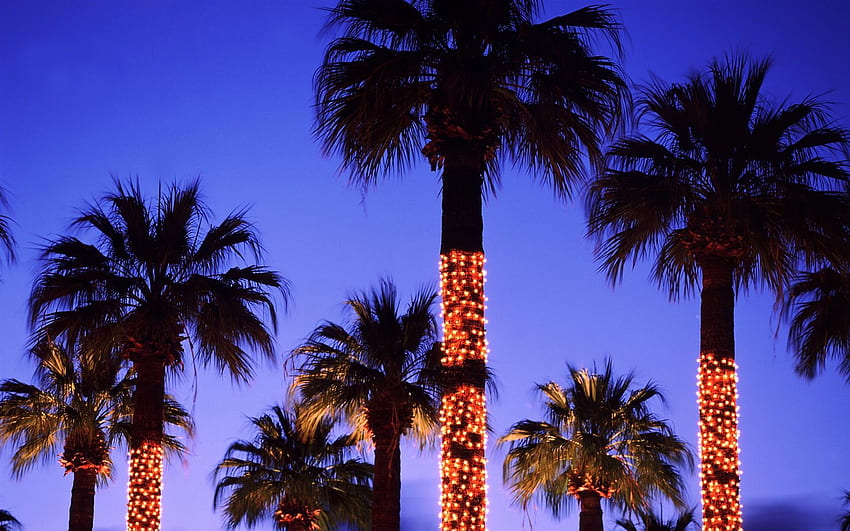 Palm tree christmas lights, Beach Lights HD wallpaper