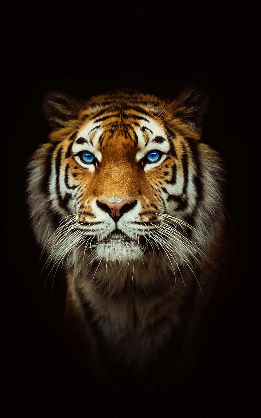 Tiger — najlepszy fajny tygrys na Androida Tapeta na telefon HD