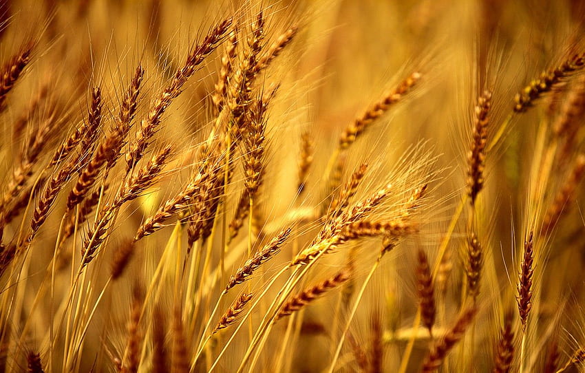 пшеница, поле, макро, фон, ръж HD тапет